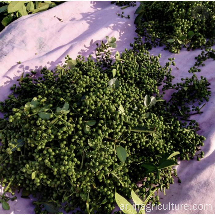 عشب الجملة بنكهة الشائكة الخضراء الطازجة بشكل خاص